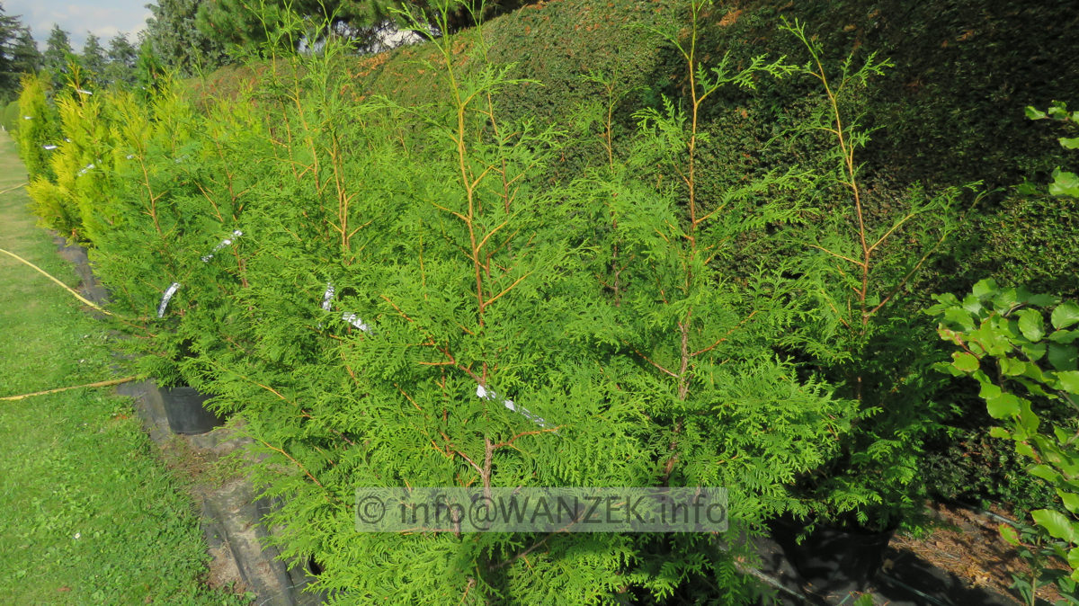 Thuja occidentalis Brabant 1,5m leichte Qualitaet im Co 01.JPG